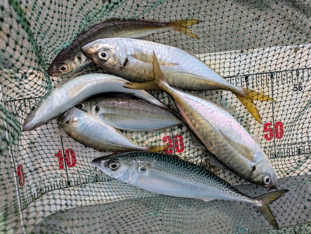 アジ(マアジ)・マサバ