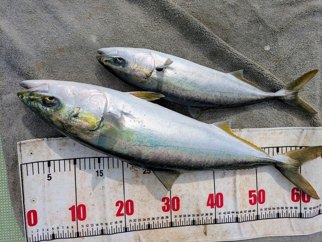 ハマチ(ブリ)・メジロ(ブリ)