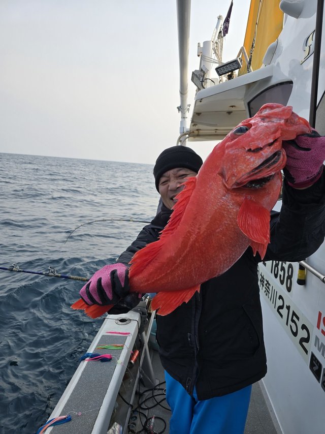 ベニアコウ(オオサガ)