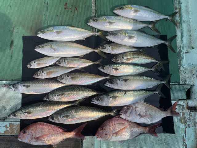 マダイ・マアジ・ハマチ(ブリ)・マサバ