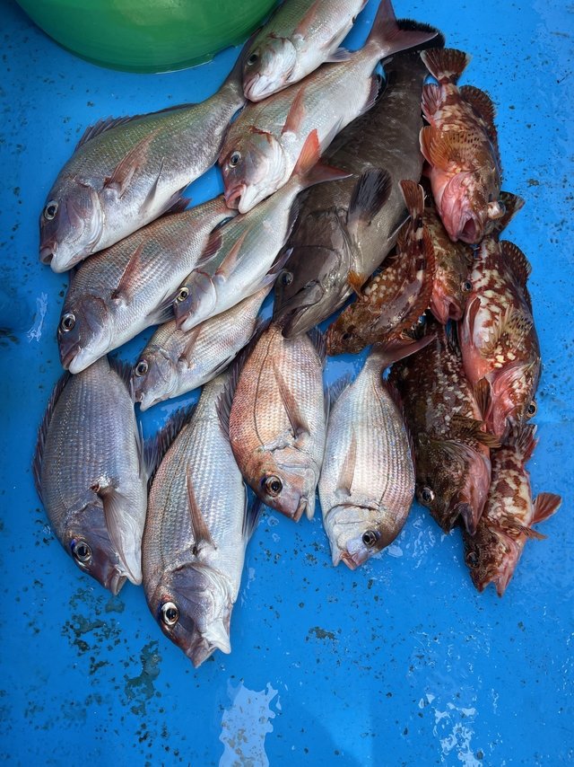 マダイ・マハタ・カサゴ