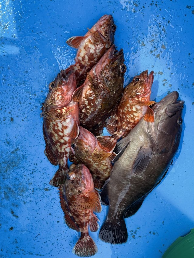 マハタ・カサゴ