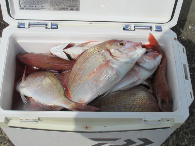 ハナダイ(チダイ)