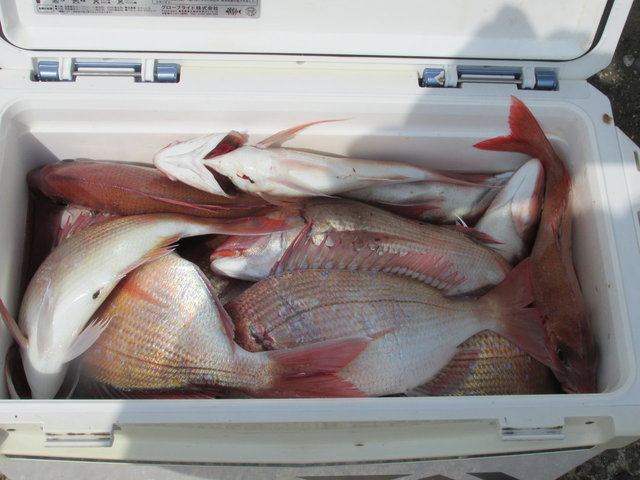 ハナダイ(チダイ)