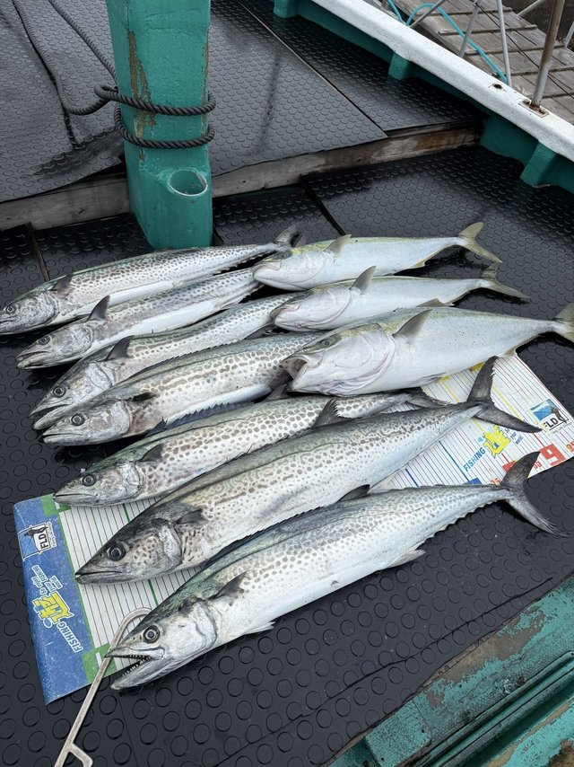 ブリ・ハマチ(ブリ)・サワラ