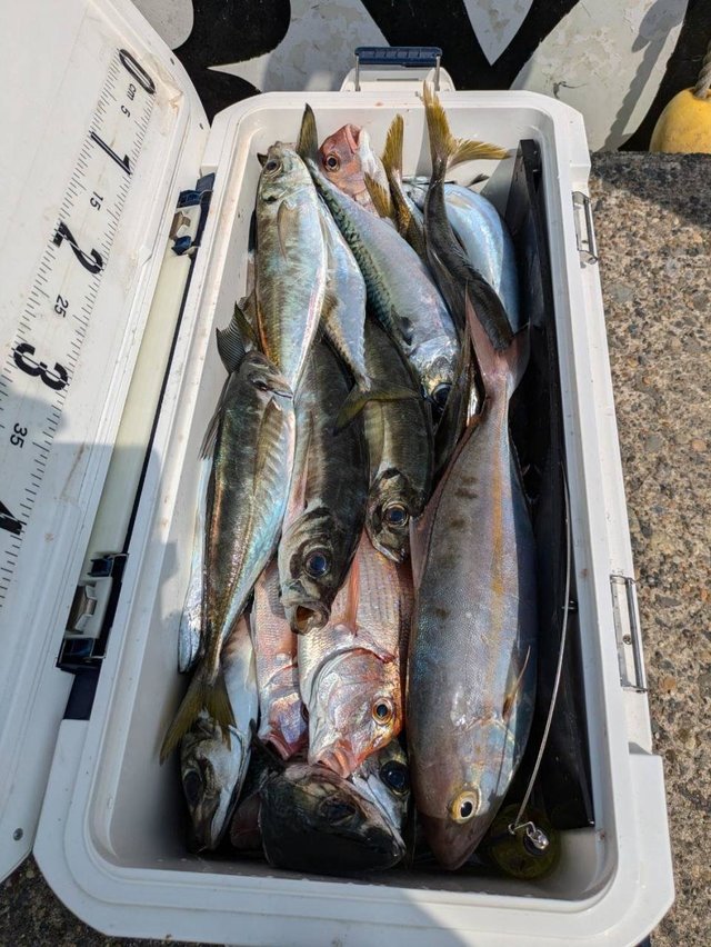 ハナダイ(チダイ)・アジ(マアジ)・カンパチ・サバ(ゴマサバ)