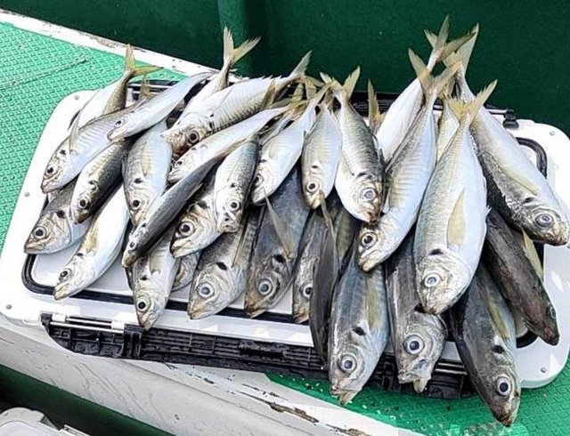 アジ(マアジ)・サバ(ゴマサバ)