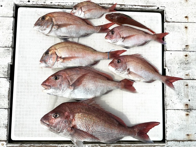 マダイ・ハナダイ(チダイ)・ホウボウ