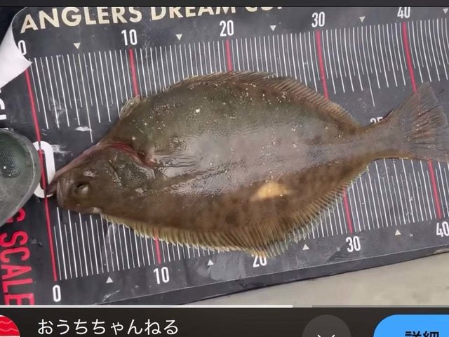 カレイ(マコガレイ)