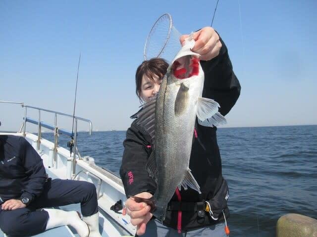 シーバス(スズキ)