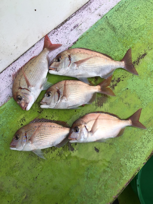 ハナダイ(チダイ)