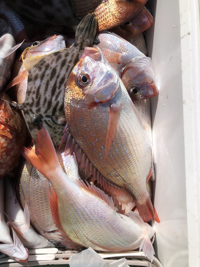 ハナダイ(チダイ)