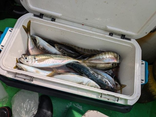 アジ(マアジ)・サバ(ゴマサバ)