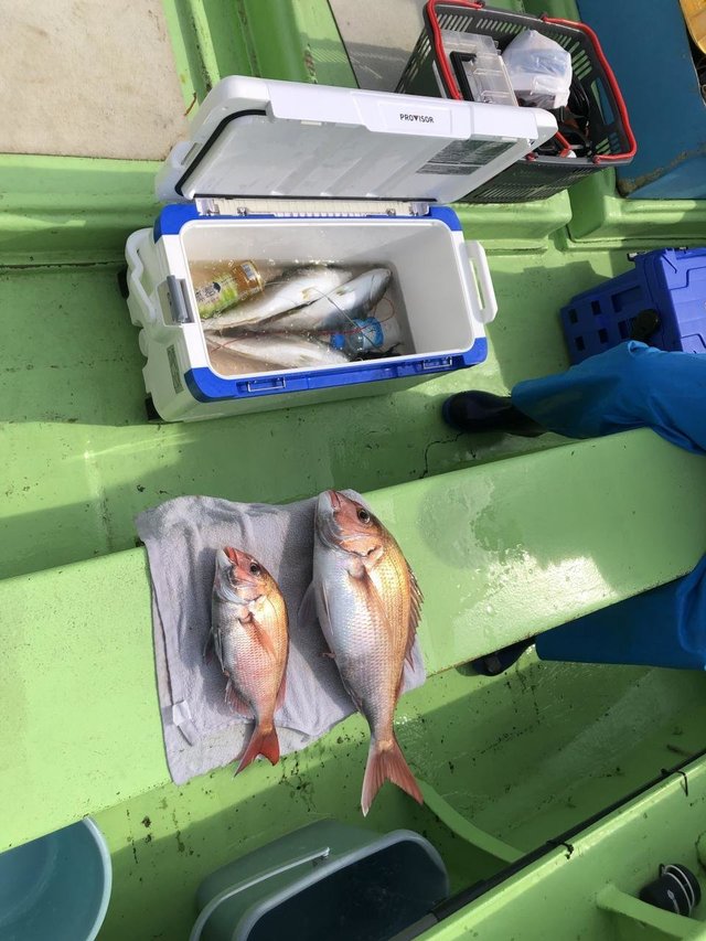 マダイ・イナダ(ブリ)