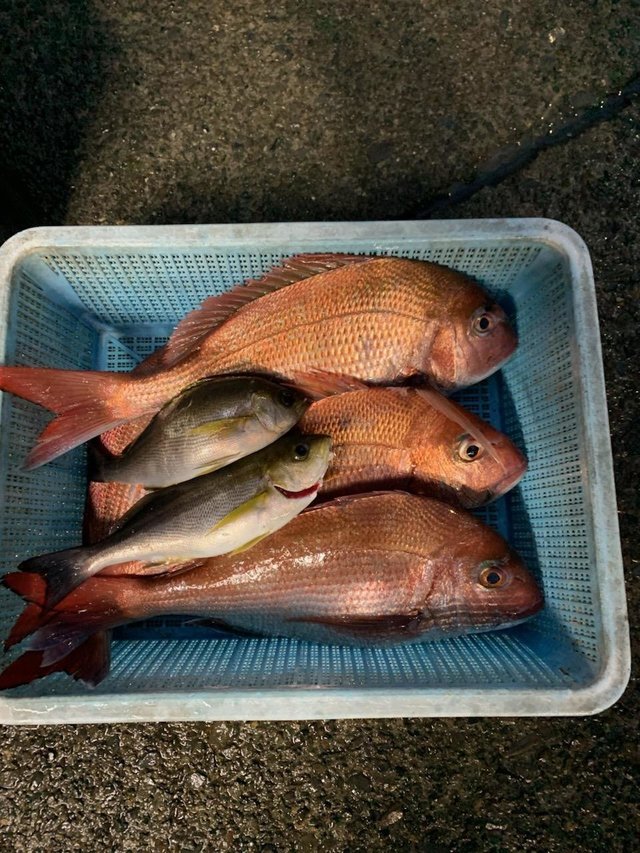 マダイ・ハナダイ(チダイ)・ヘダイ