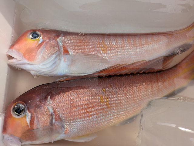 アマダイ(アカアマダイ)