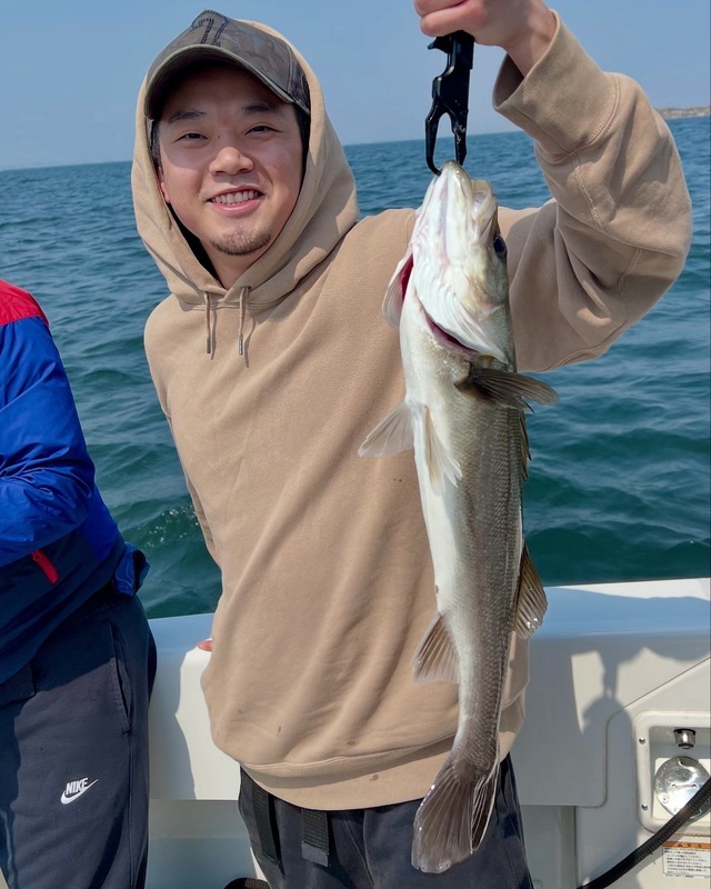 シーバス(スズキ)