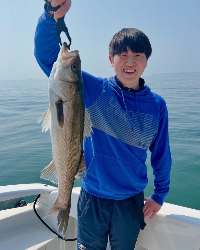 シーバス(スズキ)