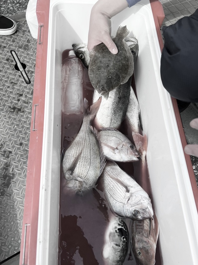 ガンゾウヒラメ(ガンゾウビラメ)・トラフグ