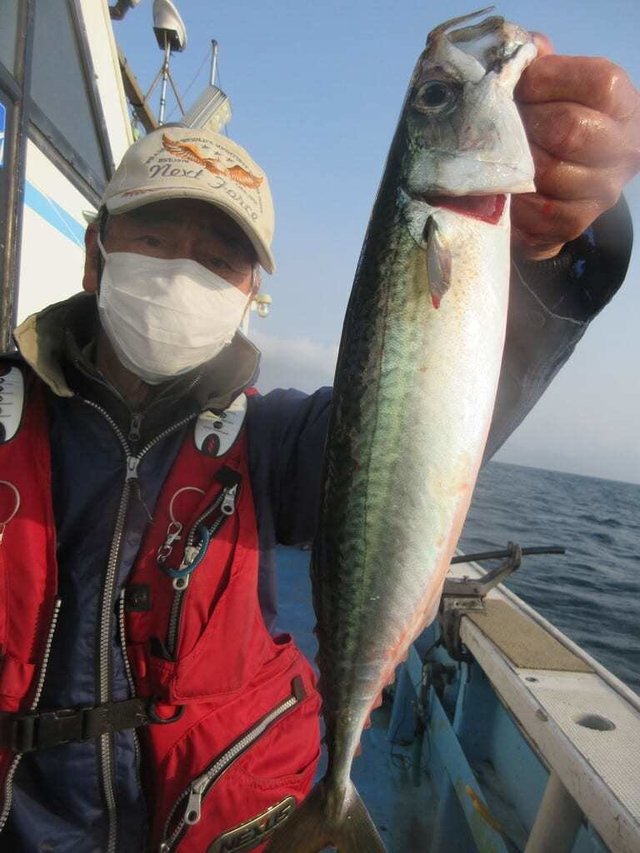 サバ(ゴマサバ)