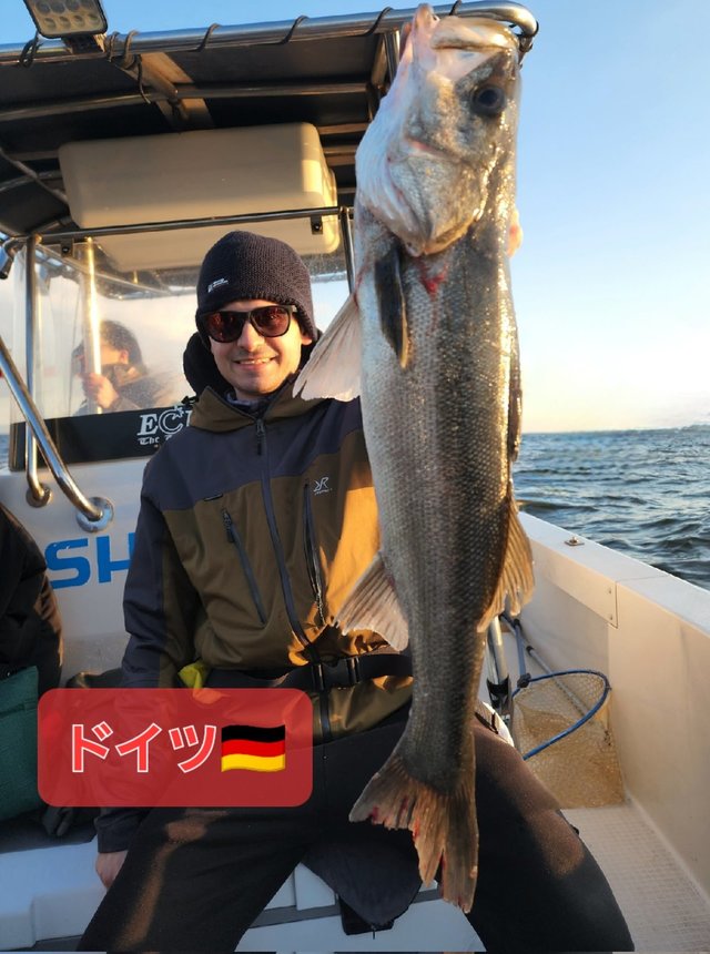 シーバス(スズキ)