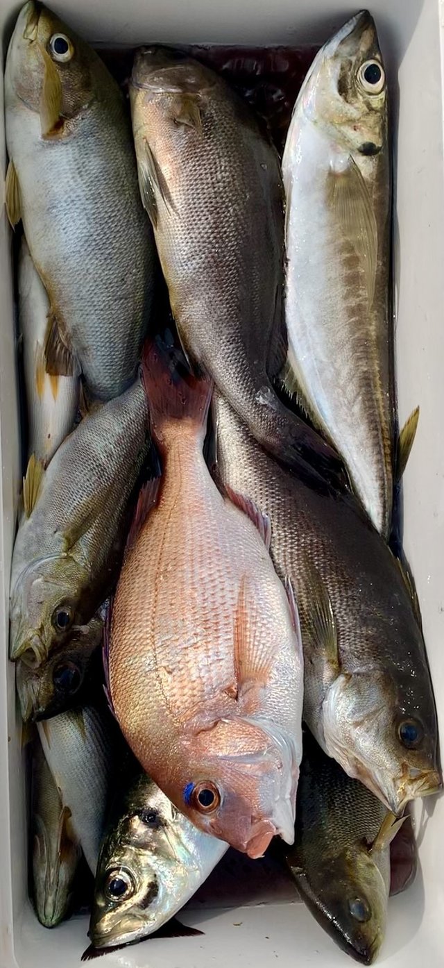 アジ(マアジ)・イサキ