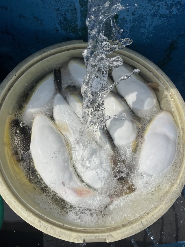 フグ(ショウサイフグ)