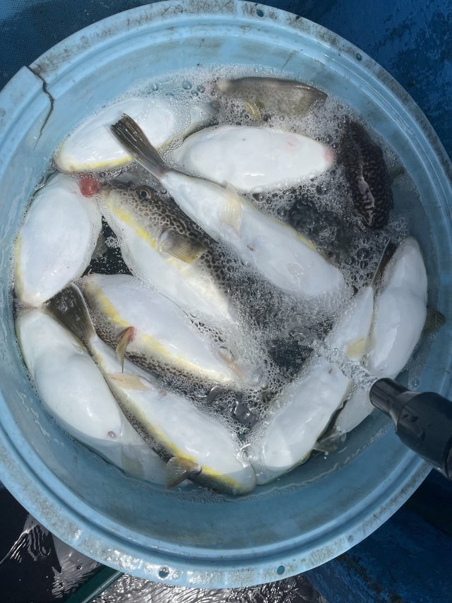 フグ(ショウサイフグ)