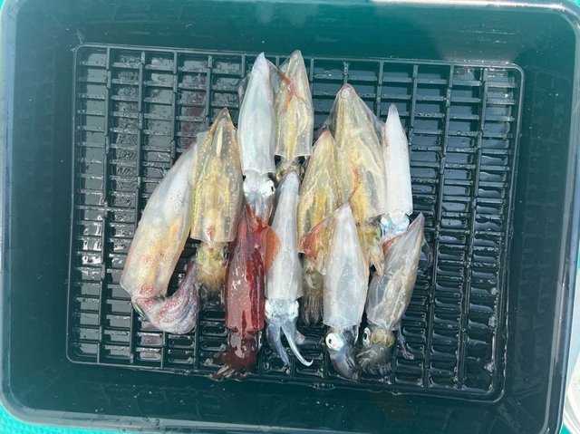 マルイカ(ケンサキイカ)