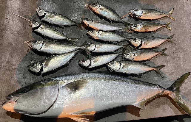 アジ(マアジ)・ブリ