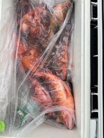 アコウ(キジハタ)・ガシラ(カサゴ)