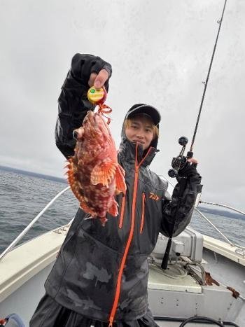 ガシラ(カサゴ)