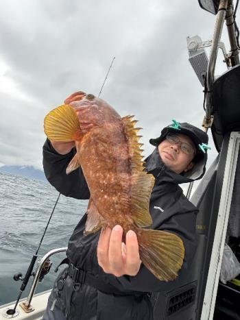 アコウ(キジハタ)