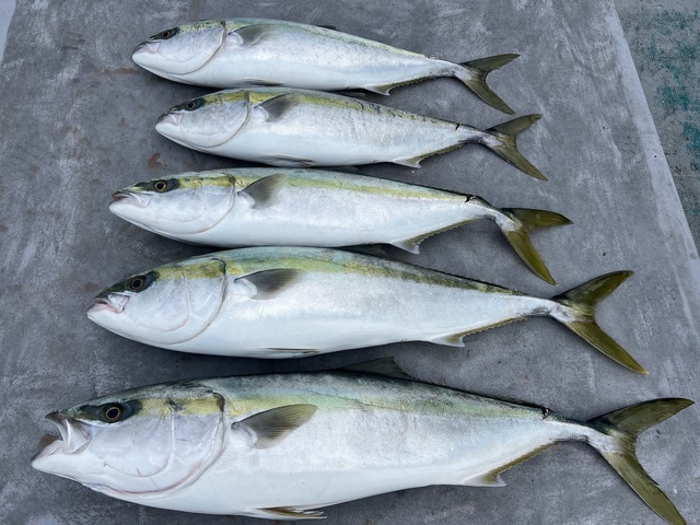 ブリ・メジロ(ブリ)