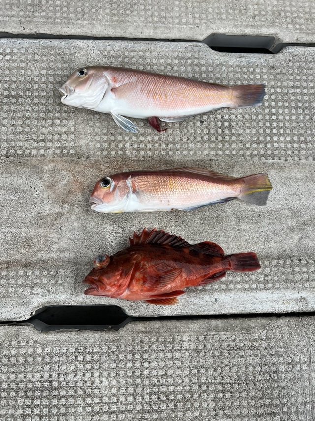 シロアマダイ・ガシラ(カサゴ)