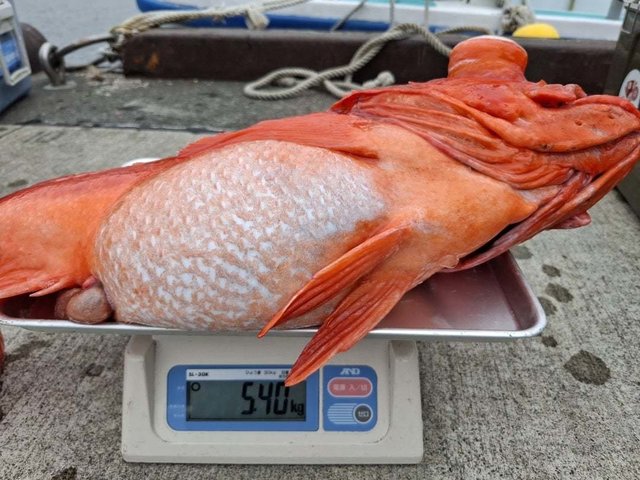 アコウ(キジハタ)