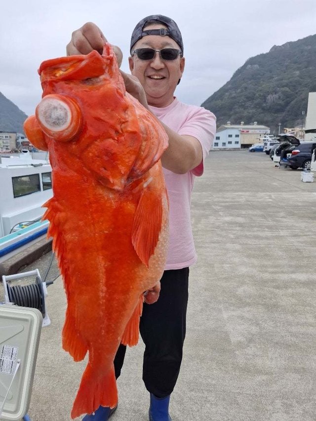 アコウ(キジハタ)