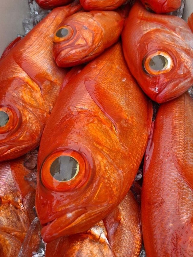 アコウ(キジハタ)