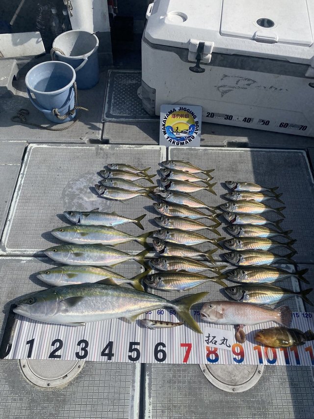 アジ(マアジ)・メジロ(ブリ)・アマダイ(アカアマダイ)