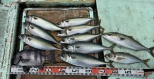 イシダイ・マアジ・ハマチ(ブリ)・マサバ