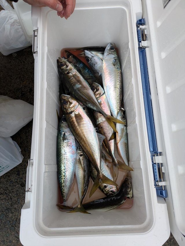 アジ(マアジ)・サバ(マサバ)・サバ(ゴマサバ)