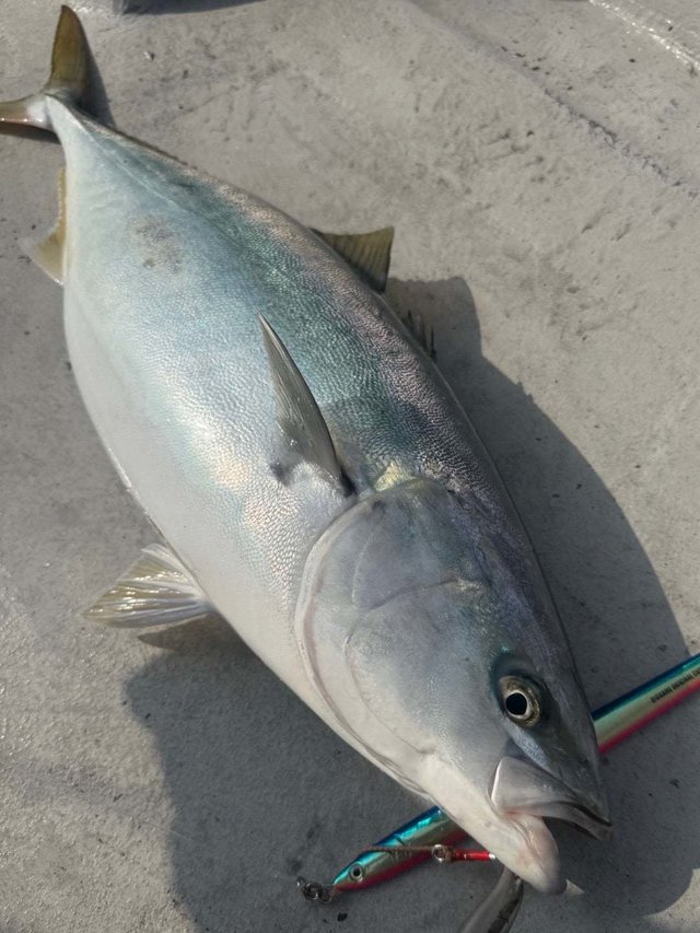 サンパク(ブリ)