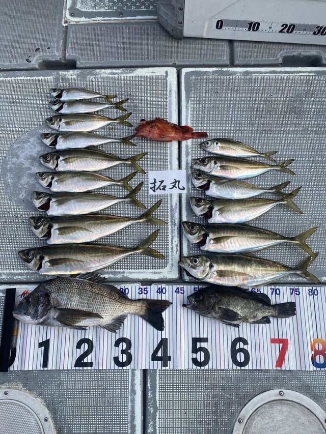 クロダイ・アジ(マアジ)・カサゴ・メバル