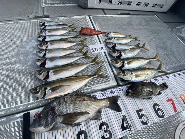 クロダイ・アジ(マアジ)・カサゴ・メバル