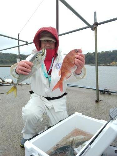 マダイ・アジ(マアジ)