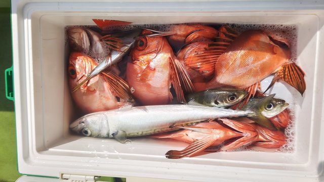 アジ(マアジ)・キントキ(チカメキントキ)