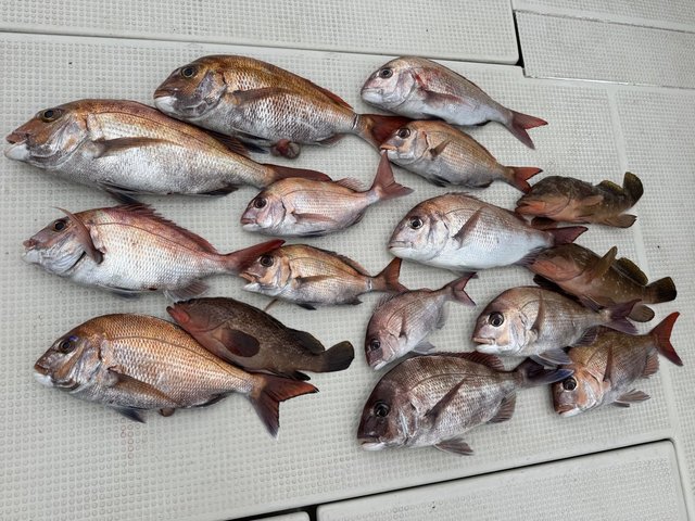 マダイ・アコウ(キジハタ)