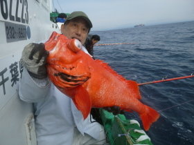 ベニアコウ(オオサガ)