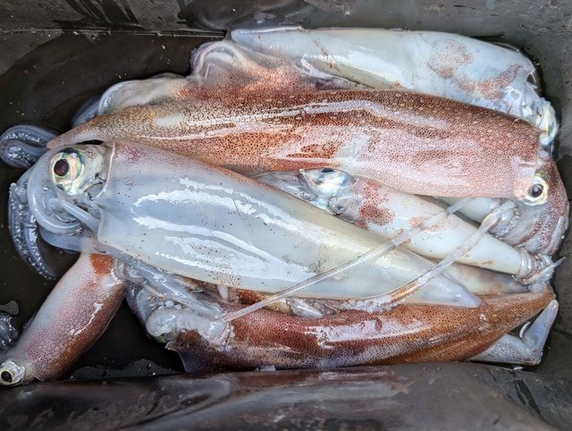 ケンサキイカ・ヤリイカ・スルメイカ