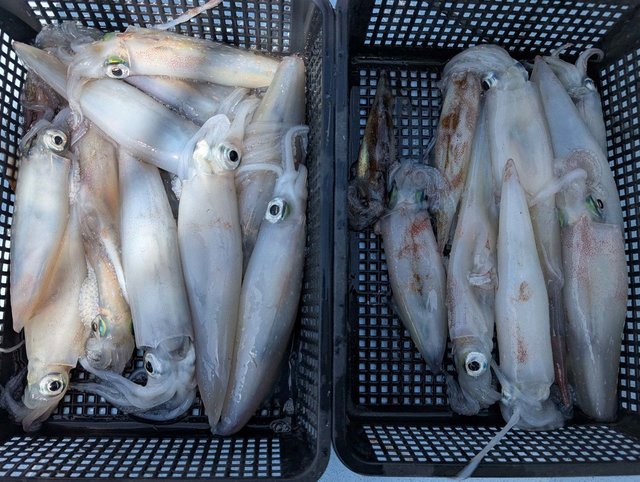 ケンサキイカ・ヤリイカ・スルメイカ